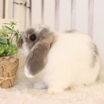 animal_image