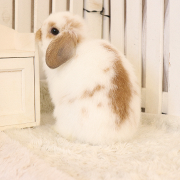 animal_image