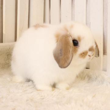 animal_image