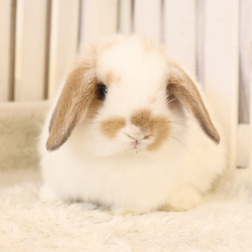 animal_image