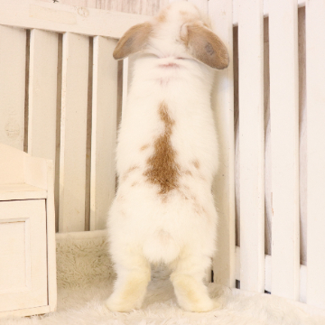 animal_image