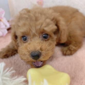 animal_image