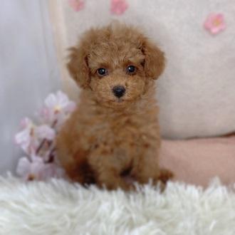 animal_image