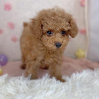 animal_image
