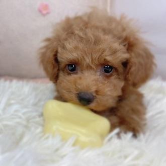 animal_image