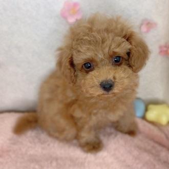 animal_image