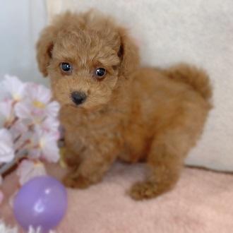 animal_image