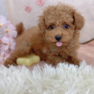 animal_image