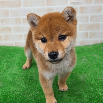 animal_image