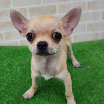 animal_image