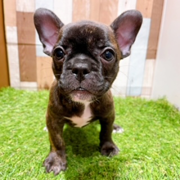 animal_image