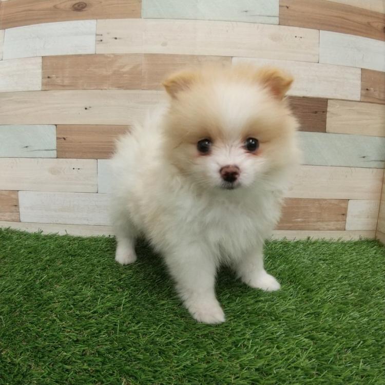 animal_image