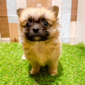 animal_image