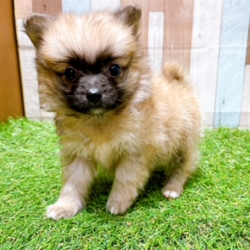 animal_image