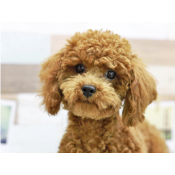 animal_image