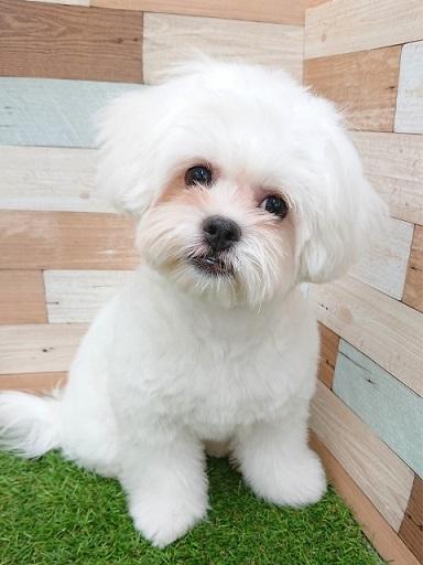 animal_image