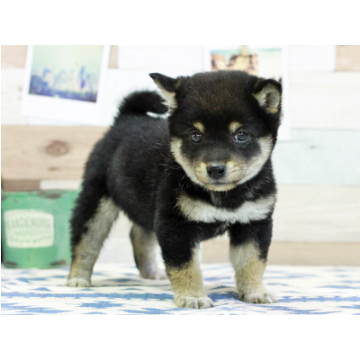 animal_image