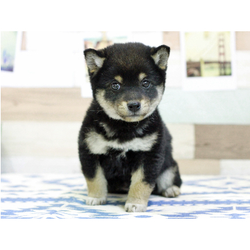 animal_image