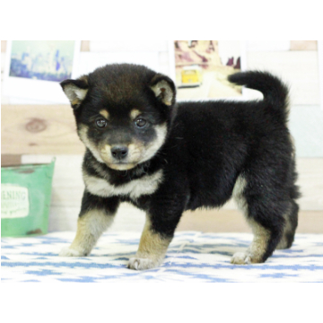 animal_image