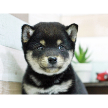 animal_image