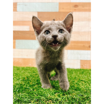 animal_image