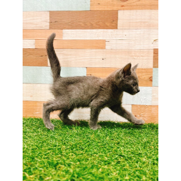 animal_image