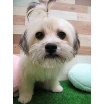 animal_image