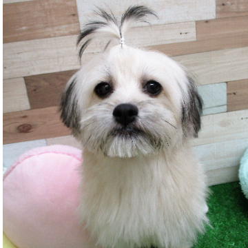 animal_image
