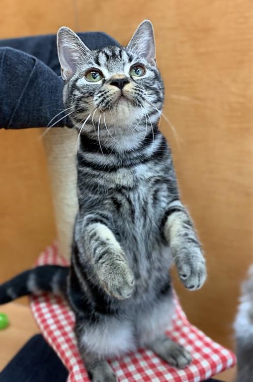 animal_image