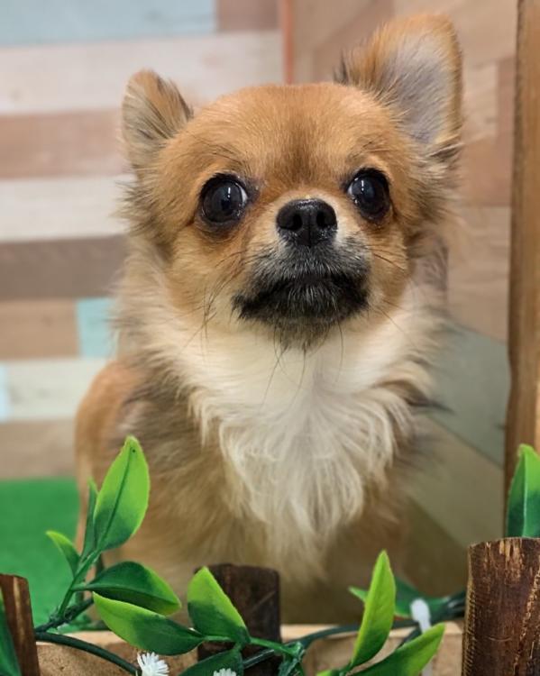 animal_image