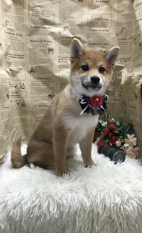 animal_image