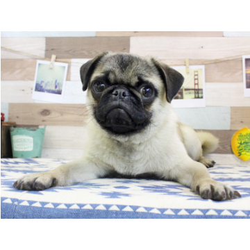 animal_image