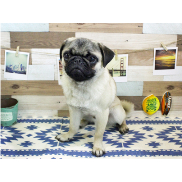 animal_image
