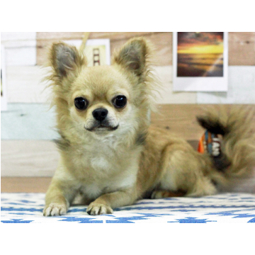 animal_image