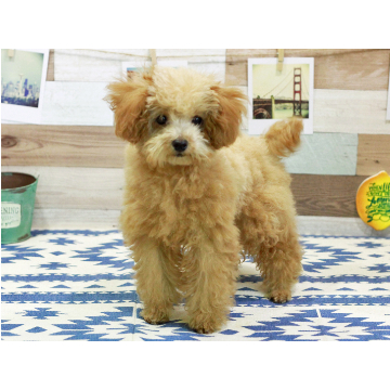 animal_image