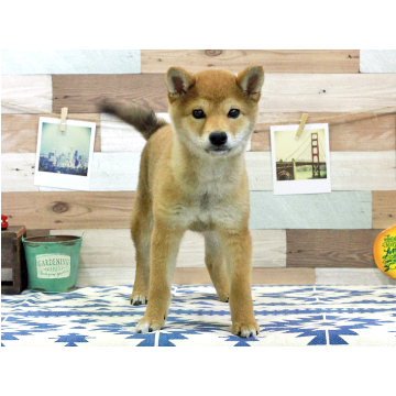animal_image