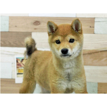 animal_image
