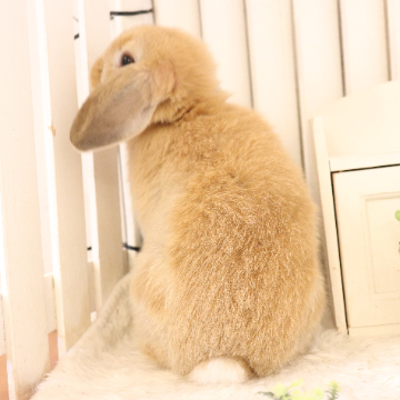 animal_image