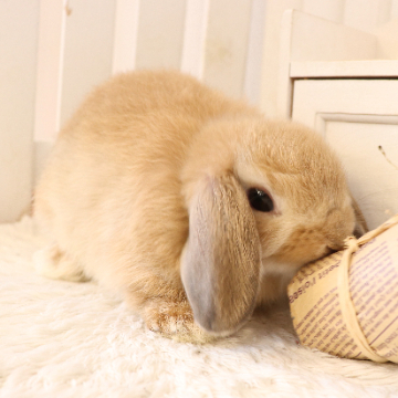 animal_image