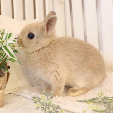 animal_image