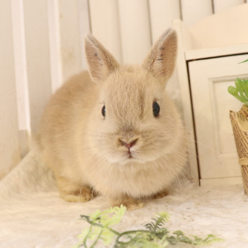 animal_image