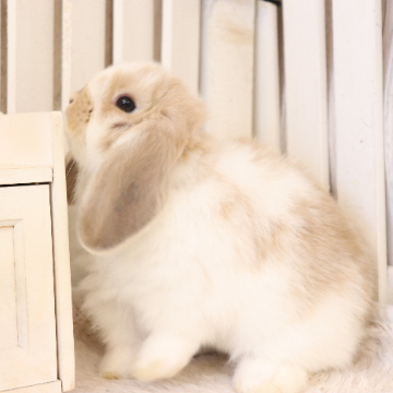 animal_image
