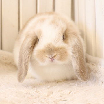 animal_image