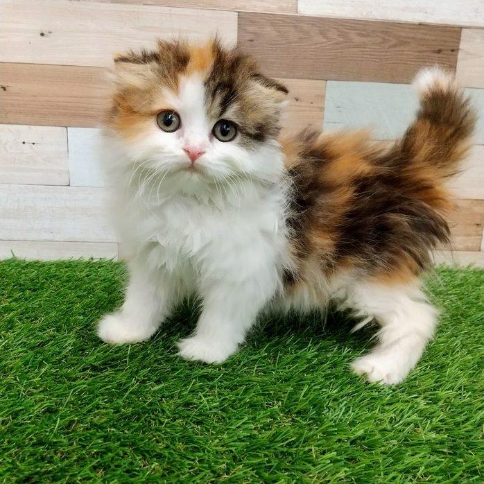 animal_image
