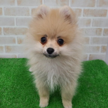 animal_image