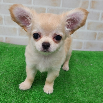 animal_image