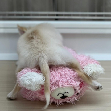 animal_image