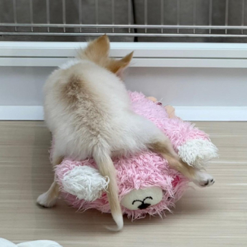 animal_image