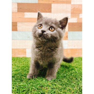 animal_image