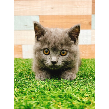 animal_image